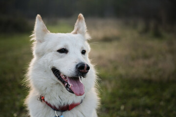 Kind house dog with red collar on background of green grass. Cute young mongrel dog of white red color portrait close up. Half breed of white Swiss shepherd and husky.