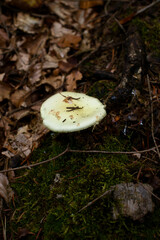 Top of white mushroom with a little tint of yellow in the Palatinate forest of Germany.