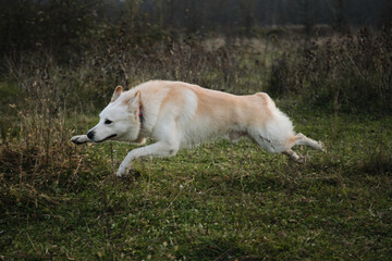 Naklejka na ściany i meble Half breed of white Swiss shepherd and Siberian husky. Kind domestic dog with red collar has fun. Cute young mongrel dog of white color portrait runs quickly across field.
