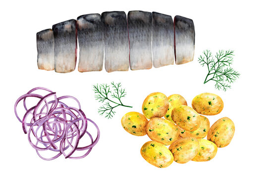 Herring slices with onions and potatoes. Watercolor illustration