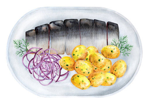 Herring slices with onions and potatoes on the plate. Watercolor illustration
