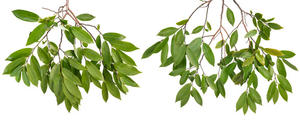 Branches of tree isolated on White Background, Tree branch on White Background With clipping path.