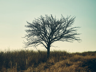 A lonely tree stands among wild grass, a clear autumn sky, dry grass around, the leaves of the tree have fallen, autumn mood