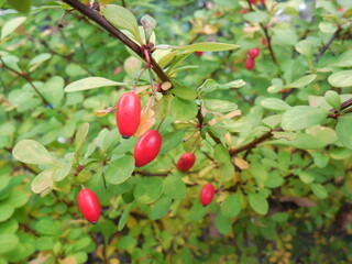 Bright red-coral barberry (Berberis) fruits on the background of greenery in the autumn garden.