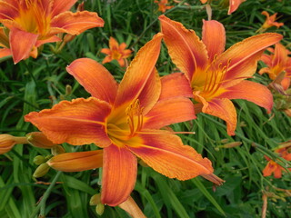 Bright flowering of orange daylily (Hemerocallis) against the background of drooping green leaves.