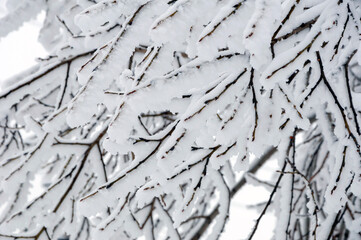 a close-up of a tree branch is covered with a thick layer of snow. The concept of snowfall, snow storm, snow precipitation, weather forecast, winter landscape, new year, Christmas.