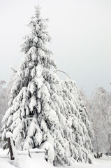 Christmas tree, the branches are covered with a thick layer of snow. The concept of snowfall, snow storm, precipitation, weather forecast, winter landscape, new year, Christmas. vertical snapshot.