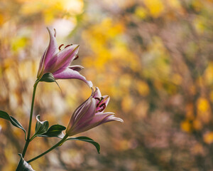 Lilies on a autumn garden background