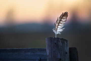 Feather in soft light of sunset