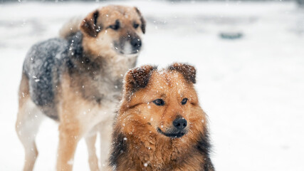 Two big dogs close up in winter during a snowfall