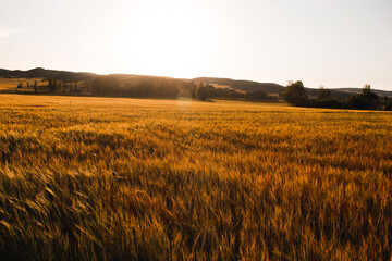 Obraz premium field of wheat