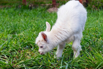 Naklejka na ściany i meble A small white goat grazes on the green grass