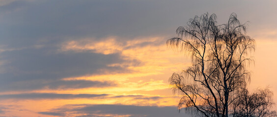 Fototapeta na wymiar Bare tree branches on a background of picturesque sky during sunset