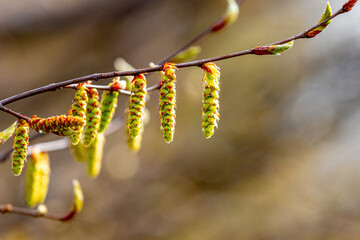 Tree branch with young earrings on a blurred background in sunny weather, flowering trees