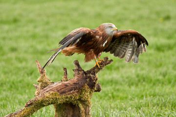 A detailed portrait of Red kite, bird of prey. Land with outspread wings on a stump. Side view