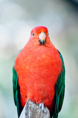 red and yellow macaw