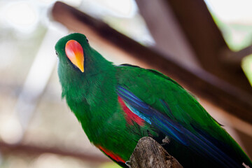 rainbow lorikeet parrot