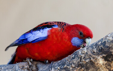 red and blue macaw