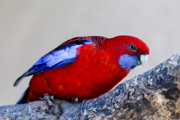 red cardinal on a branch
