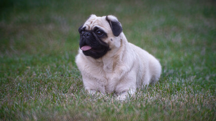 Pug laying on the grass © Jakub