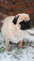 Obraz premium Pug in the snow