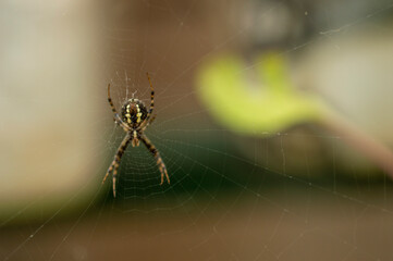 A spider web or cobweb is a structure created by a spider out of proteinaceous spider silk extruded from its spinnerets, generally meant to catch its prey. Web of a spider differs for each spiders.