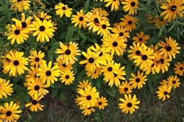 yellow flowers in the garden