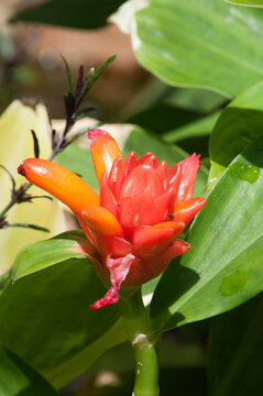 Sydney Australia, costus productus or dwarf spiral ginger native with bright red bracts and orange flowers