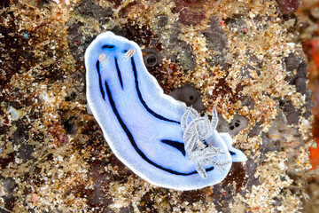 Willans Chromodoris  im  Westpazifik keine Seltenheit