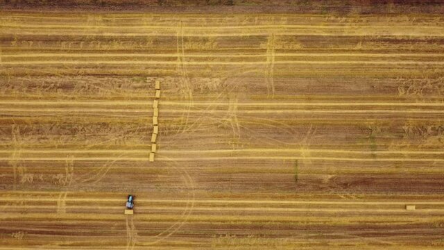 Tractor working on a farm and collecting hale straw bales.	
