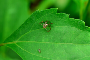 dried spider on green Siam weed 