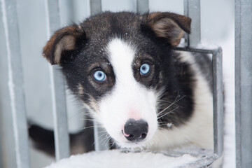 Portrait alaskan sled dog in snow