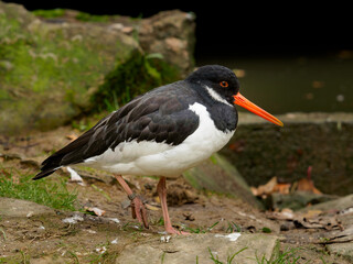 Eurasian oystercatcher on the ground near rock and lake