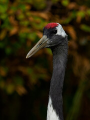 Red-crowned crane, head, detail, closeup portrait