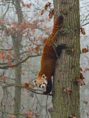 Red panda on branch in foggy forest