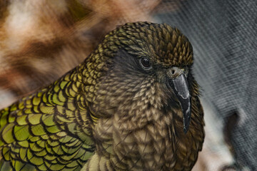 Kea head detail closeup portrait