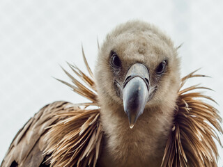 Himalayan vulture closeup portrait detail