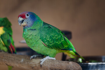blue and yellow macaw