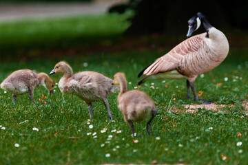 geese in the grass