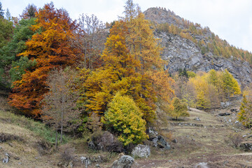 Autumn foliage.
Some plants with typical autumn colored foliage; Italy, Soana Valley.