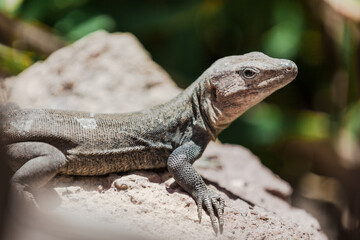 lizard on a rock