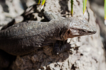 lizard on the rock