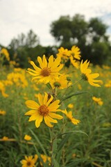 field of sunflowers
