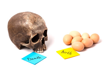 Eggs and skull on a white background. Birth and death.