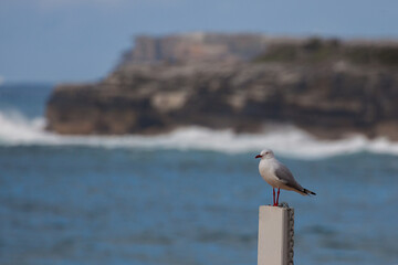 Seagull on a pole by the sea