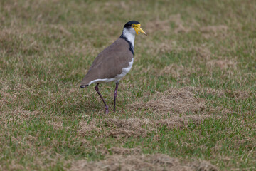 Masked lapwing on the grass