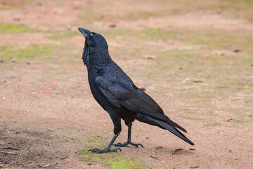 Raven on the ground