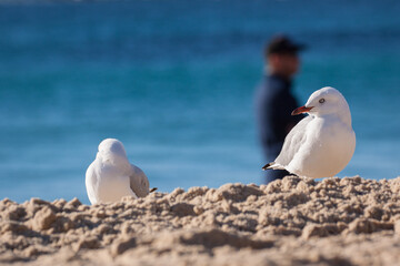 Attentive seagull on the beach