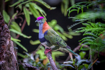 Superb Fruit-dove, Ptilinopus superbus, beautifully multi colored, perched on a tree branch.