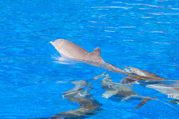 dolphin in the water